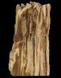 Tall Petrified Wood (Sequoia) With Polished Face - Oregon #93934-1
